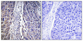 a14077 1 mrpl15 primary antibodyes ihc testing 2