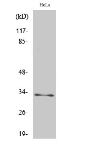 a14077 1 mrpl15 primary antibodyes wb testing 1