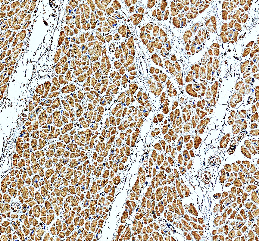 a14077 2 mrpl15 primary antibodies ihc testing 4