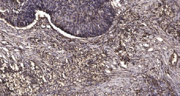a14080 1 mrps25 primary antibodies ihc testing 1