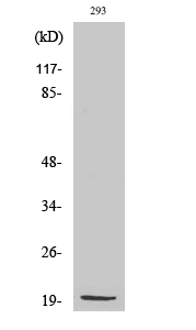 a14080 1 mrps25 primary antibodies wb testing 2