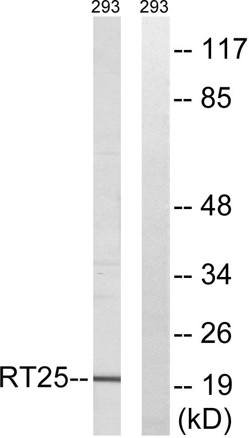 a14080 1 mrps25 primary antibodies wb testing 3
