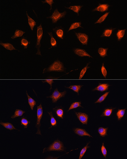 Immunofluorescence analysis of L929 cells using HSF2BP Rabbit pAb  at dilution of 1:100