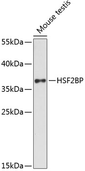 Western blot analysis of extracts of mouse testis, using HSF2BP Antibody  at 1:3000 dilution