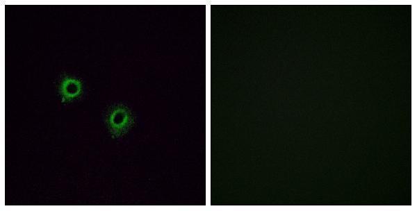 Immunofluorescence analysis of A549 cells, using OR2J3 Antibody