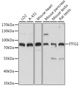 Western blot analysis of extracts of various cell lines, using ITFG1 antibody  at 1:1000 dilution