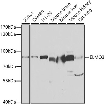 a14097 elmo3 primary antiboties wb testing 1