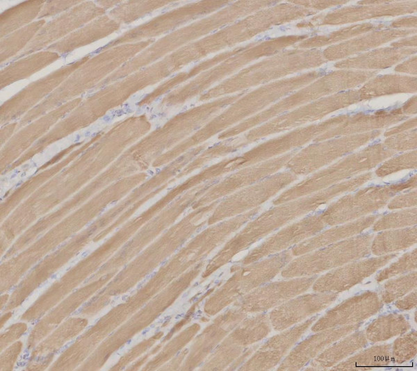 a14099 3 mybpc2 primary antibodies ihc testing 1