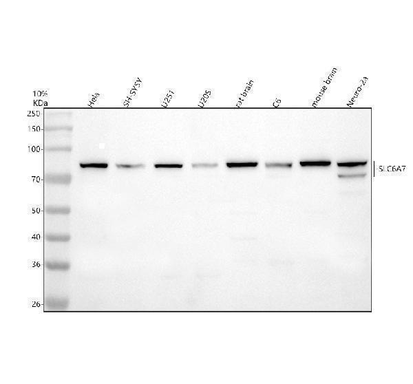a14103 1 slc6a7 primary antibodies wb testing 1