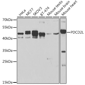 a14105 pdcd2l primary antiboties wb testing 1