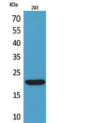 a14107 cmtm6 primary antibodies wb testing 2