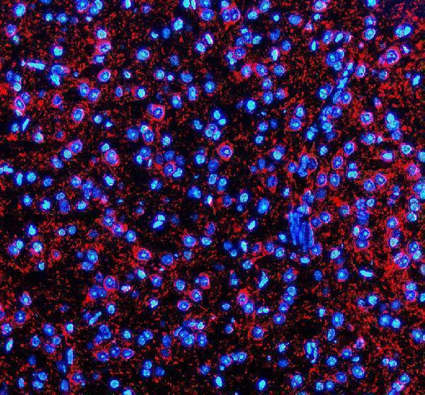 a14108 2 syt10 primary antibodies if testing 3