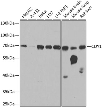a14115 1 cdy1 primary antiboties wb testing 1