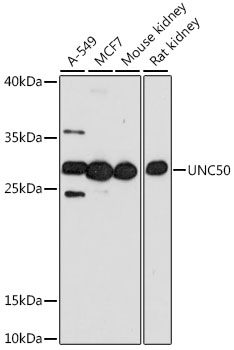 a14123 unc50 primary antiboties wb testing 1