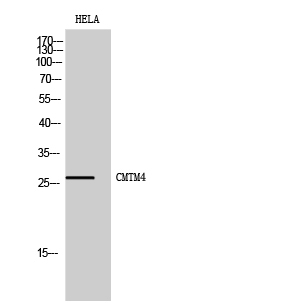 a14124 cmtm4 primary antibodies wb testing 2