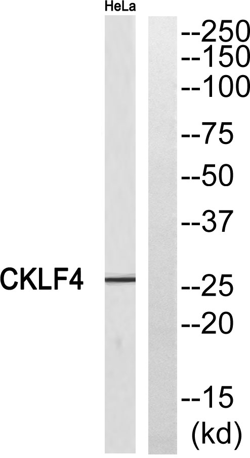 a14124 cmtm4 primary antibodies wb testing 3