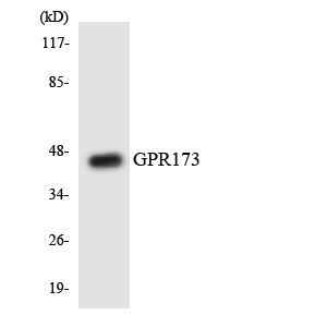 a14126 gpr173 primary antibodies wb testing 1