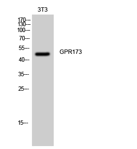 a14126 gpr173 primary antibodies wb testing 2