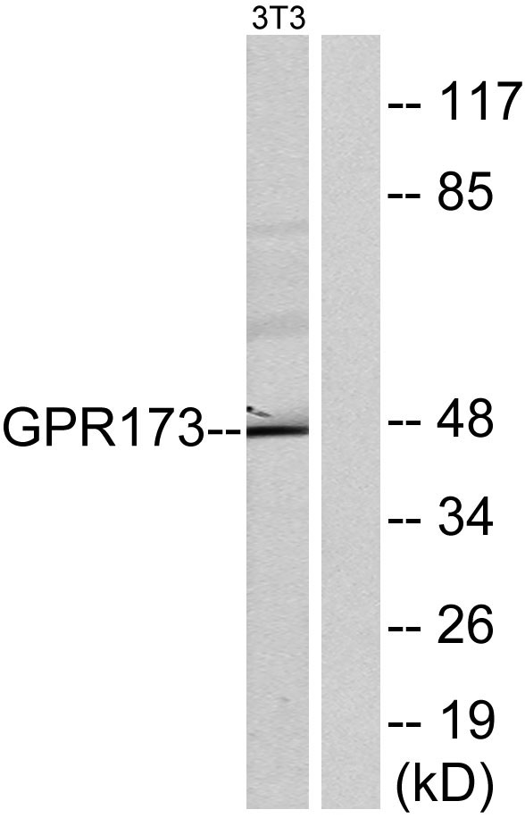 a14126 gpr173 primary antibodies wb testing 3