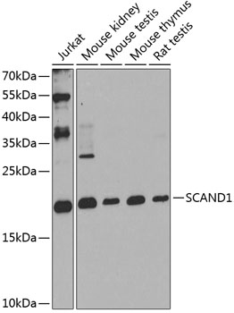 Western blot analysis of extracts of various cell lines, using SCAND1 antibody  at 1:1000 dilution