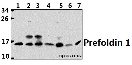 a14133 pfdn1 primary antiboties wb testing 1