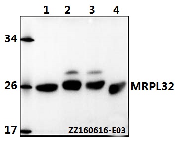 a14134 1 mrpl32 primary antiboties wb testing 1