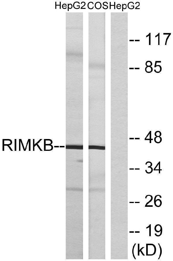 Western blot analysis of lysates from HepG2 and COS cells, using RIMKB Antibody