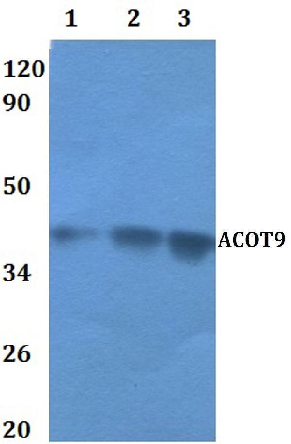 a14147 1 acot9 primary antiboties wb testing 1