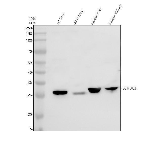 a14149 1 echdc3 primary antibodies wb testing 1