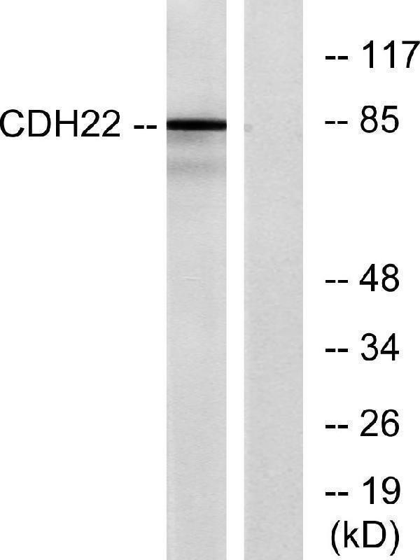 a14160 cdh22 primary antibodies wb testing 3