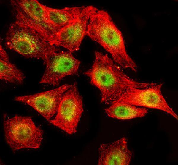 a14169 1 spopl primary antibodies if testing 5