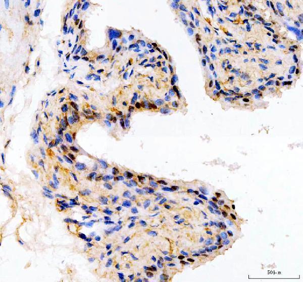 a14169 1 spopl primary antibodies ihc testing 3