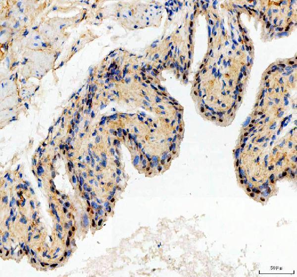 a14169 1 spopl primary antibodies ihc testing 4