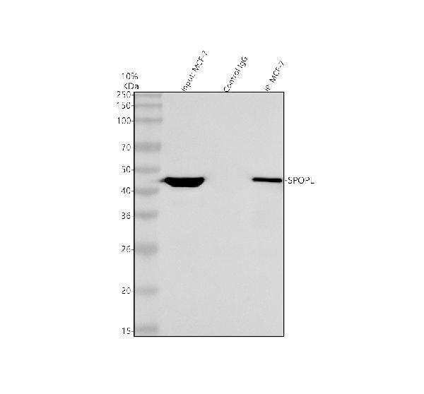 a14169 1 spopl primary antibodies ip testing 6