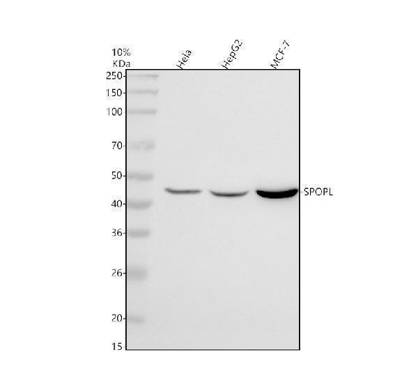 a14169 1 spopl primary antibodies wb testing 1