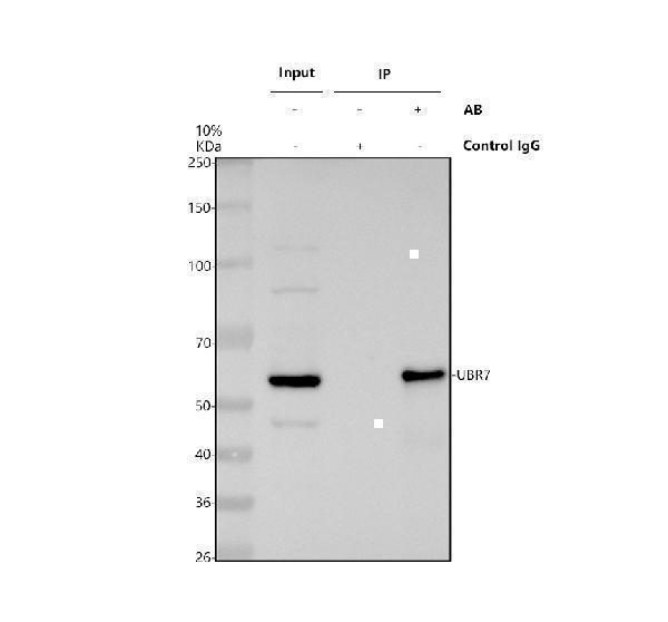 a14170 1 ubr7 primary antibodies ip testing 1