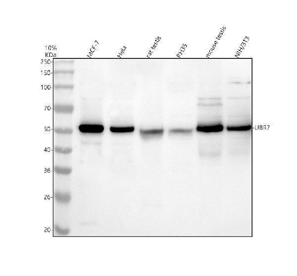 a14170 1 ubr7 primary antibodies wb testing 1