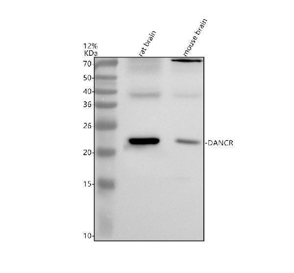 a14171 dancr primary antibodies wb testing 1