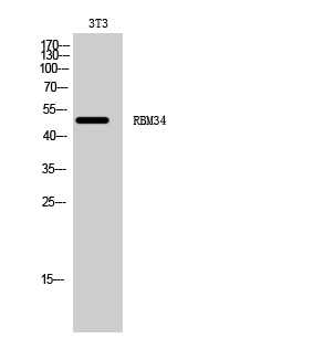 a14178 rbm34 primary antibodies wb testing 2