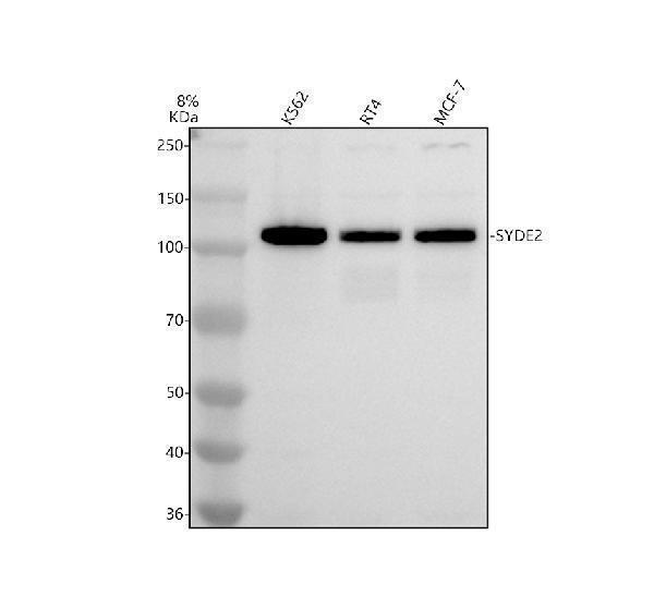 a14182 2 syde2 primary antibodies wb testing 1