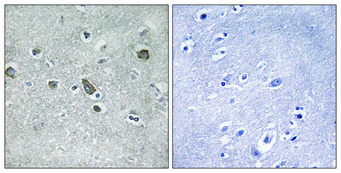 Immunohistochemistry validation of CDC42EP5 using Anti-Cdc42 effector protein 5 Cdc42EP5 Antibody (A14184-1)