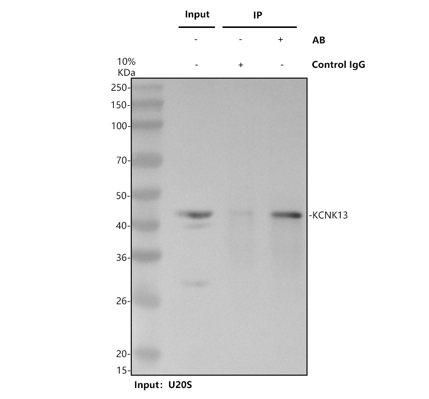 Immunoprecipitating KCNK13 in U2OS whole cell lysate