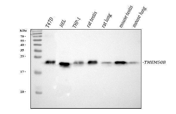 a14199 1 tmem50b primary antibodies wb testing 1