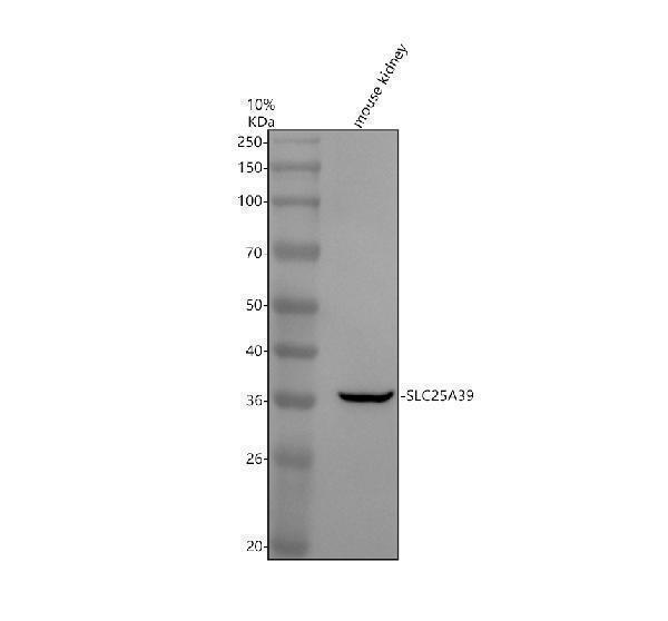 a14204 1 slc25a39 primary antibodies wb testing 1