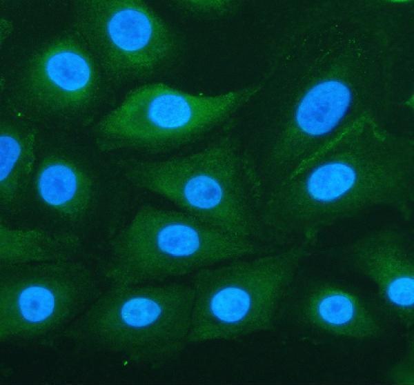 IF analysis of TRUB1 using anti-TRUB1 antibody (A14207-1)