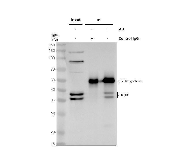 a14207 1 trub1 primary antibodies ip testing 1
