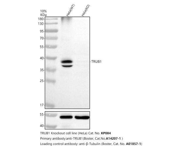 a14207 1 trub1 primary antibodies wb testing 2