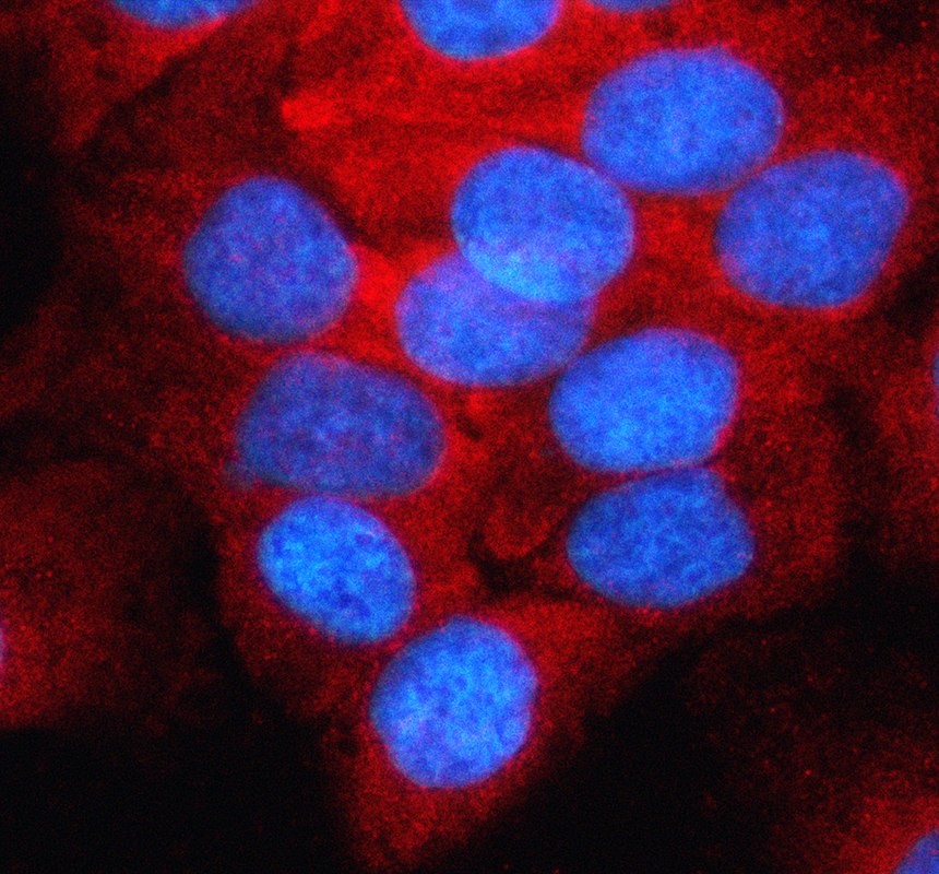 IF analysis of KRT77 using anti-KRT77 antibody (A14209-1)