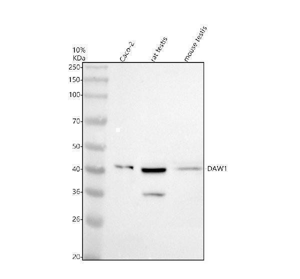 Western blot analysis of DAW1 using anti-DAW1 antibody (A14217)