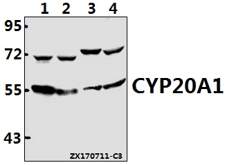 a14222 1 cyp20a1 primary antiboties wb testing 1